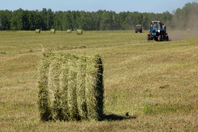orchard-grass-hay-nutrient-profile