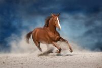 Respiratory Dysfunction in Horses: Symptoms, Anatomy & Related Conditions