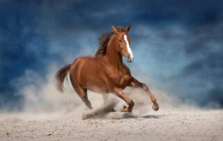 signs-of-respiratory-issues-in-horses
