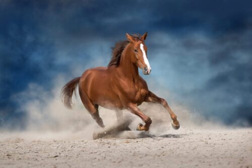 signs-of-respiratory-issues-in-horses