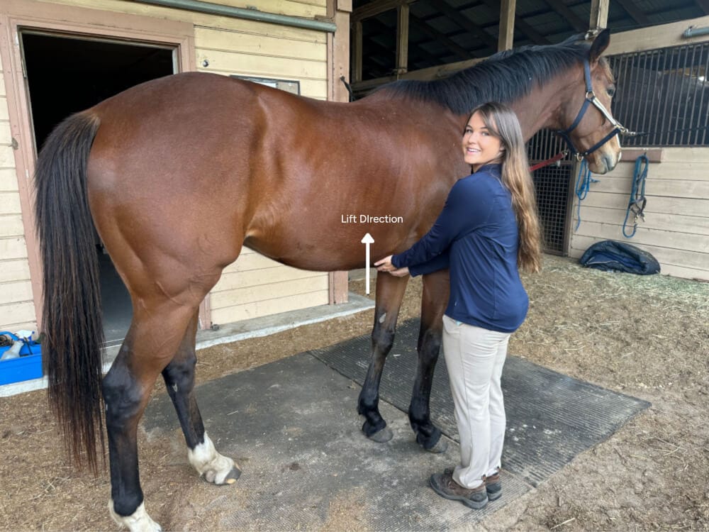 wither lift stretch for horses