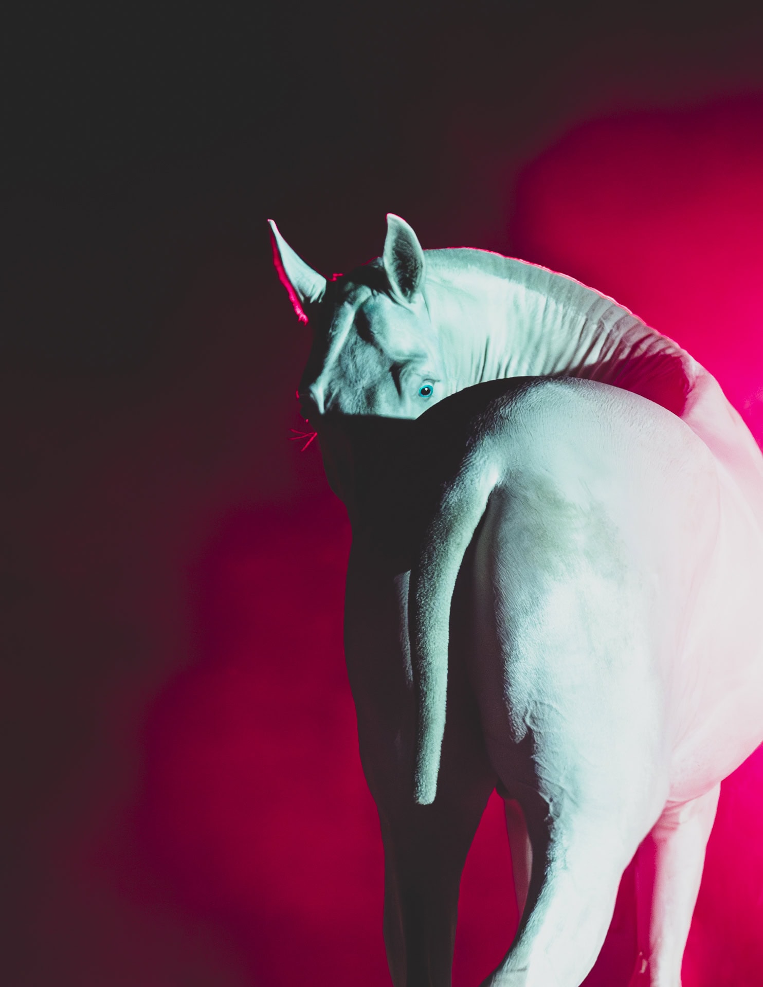 Wild at Heart - Equine Photographer