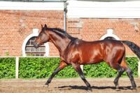 Belgian Warmblood Breed Guide: Characteristics, Health & Nutrition