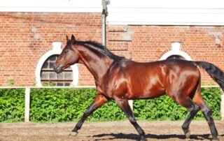 belgian-warmblood-breed-guide