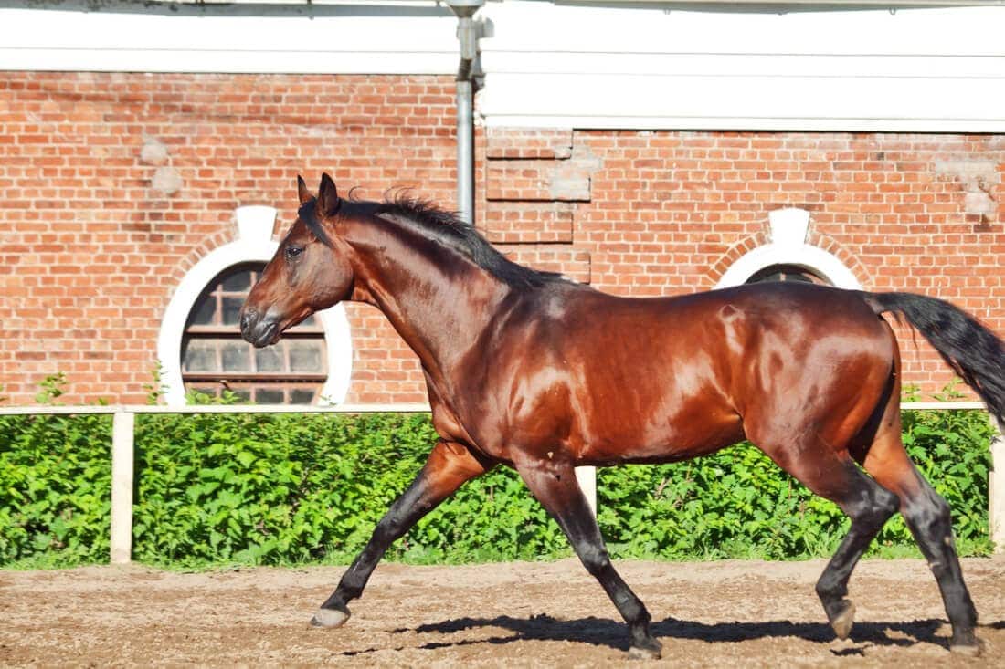 Belgian Warmblood Breed Guide: Characteristics, Health & Nutrition