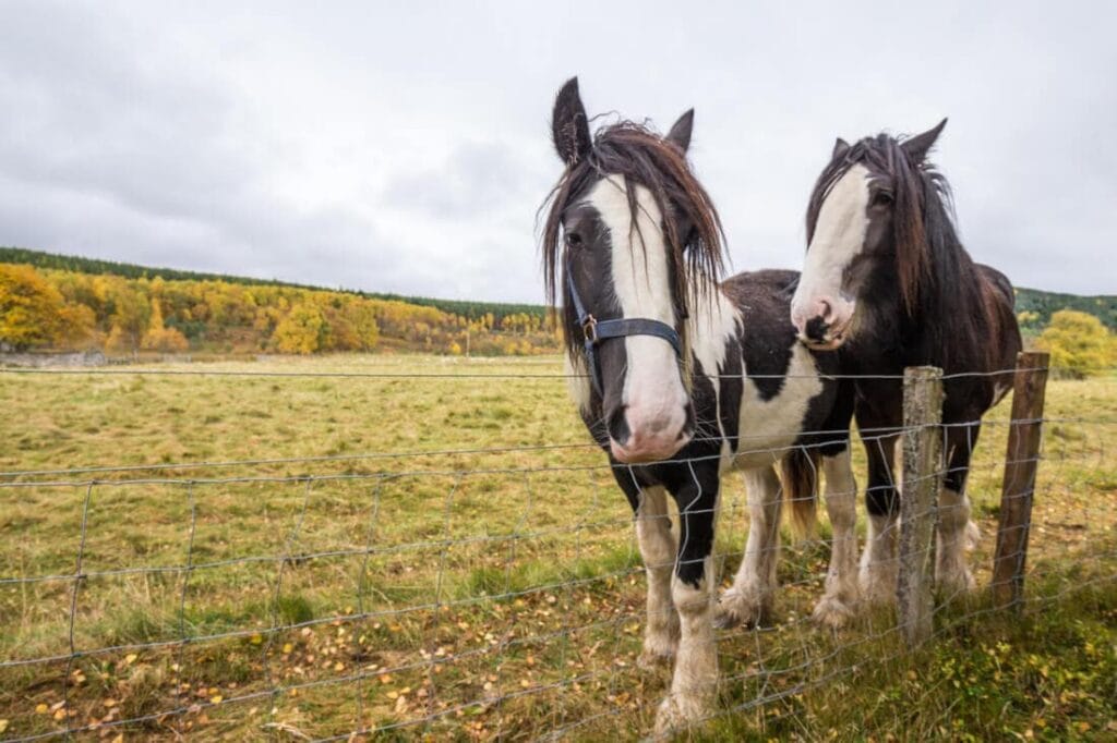 5 Types of Coffin Bone Lameness in Horses: Preventing Equine Distal Phalanx Injuries