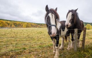 coffin-bone-anatomy-and-lameness-in-horses