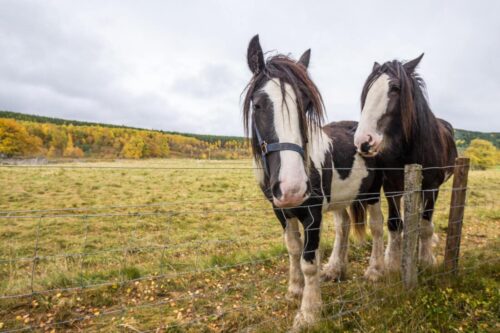 coffin-bone-anatomy-and-lameness-in-horses