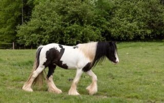 drum-horse-breed-profile