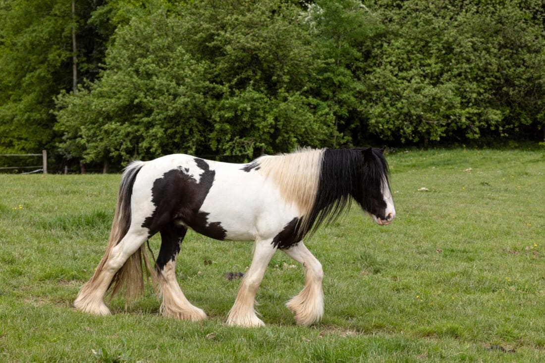 Drum Horse Breed Guide: Characteristics, Health & Nutrition