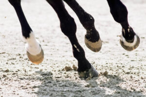 Why Do Horses Have Ergots and Should They be Trimmed?