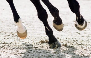 ergots-on-horses