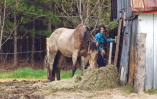 first-vs-second-cutting-hay-for-horses