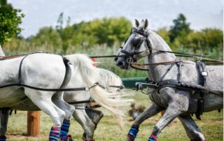 gelderlander-horse-breed-profile