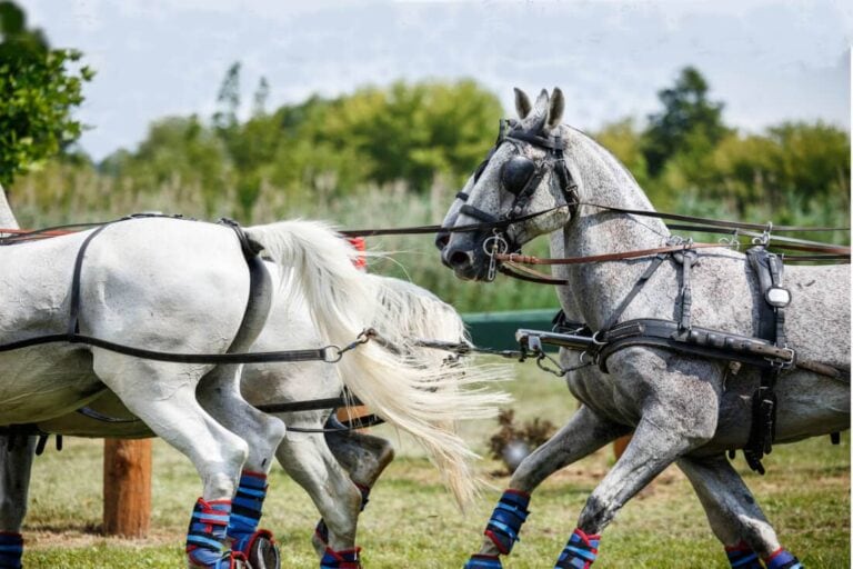 gelderlander-horse-breed-profile
