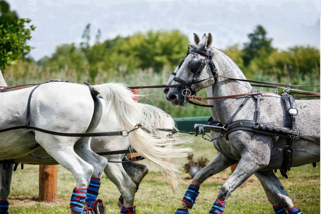 Gelderlander Horse Breed Profile: Characteristics, Health & Nutrition