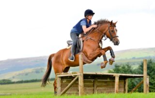 german-riding-pony-breed-profile