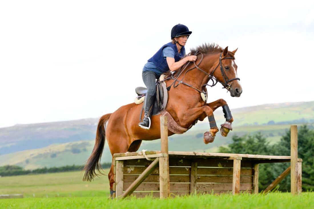 German Riding Pony Breed Guide: Characteristics, Health & Nutrition