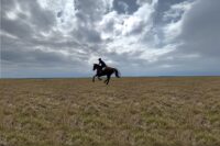 Hill Work for Horses: Guide to Benefits, Exercises, & Program Design