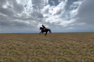 Hill Work for Horses: Guide to Benefits, Exercises, & Program Design