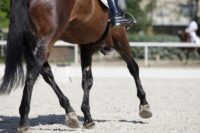 Why Do Horses Have Leg Chestnuts and Should They be Removed?