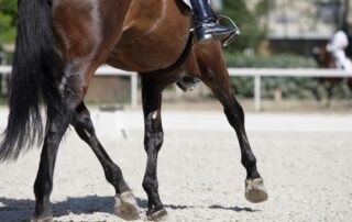 leg-chestnuts-on-horses