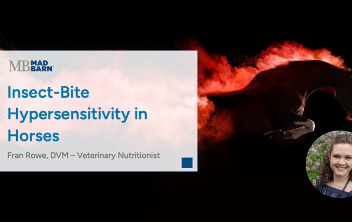 Insect-Bite Hypersensitivity in Horses – Mad Barn Vet Talk