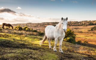new-forest-pony-breed-guide