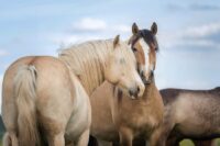 New World Screwworm (C. hominivorax) Infestation in Horses: Risk Factors, Transmission & Treatment