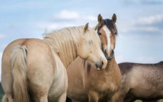 new-world-screwworm-infestation-in-horses