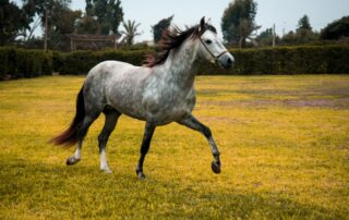 peruvian-paso-horse-breed-guide