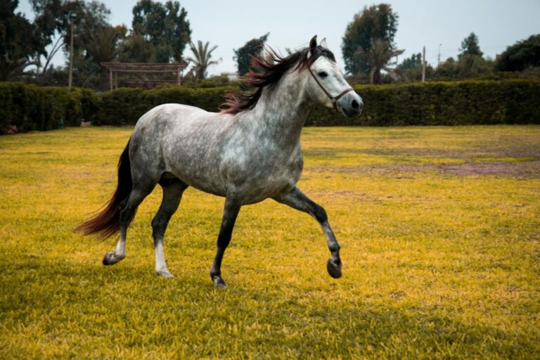peruvian-paso-horse-breed-guide