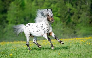 pony-of-the-americas-breed-profile
