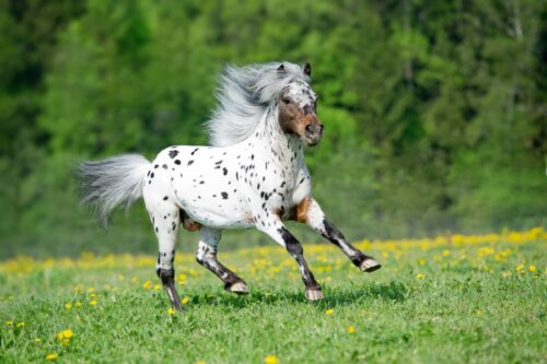 pony-of-the-americas-breed-profile