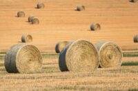 Ryegrass Hay for Horses: Nutrition Profile & Feeding Guide