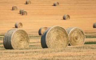 ryegrass-hay-forage-profile