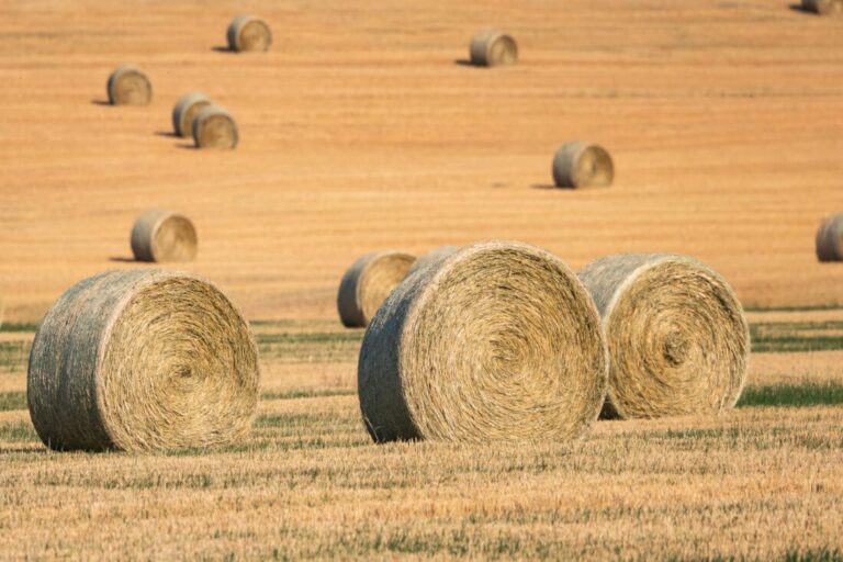 ryegrass-hay-forage-profile