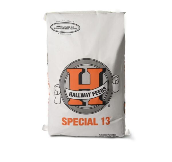 Special 13 (Hallway Feeds)