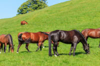 Swiss Warmblood Breed Guide: Characteristics, Health & Nutrition