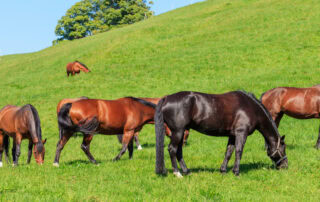 swiss-warmblood-breed-guide