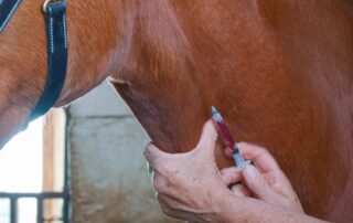 understanding-bloodwork-in-equine-medicine