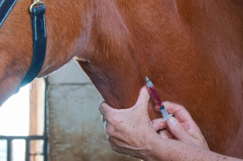 understanding-bloodwork-in-equine-medicine