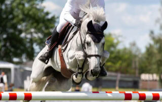 welfare-in-show-jumping