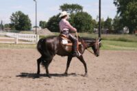 Western Dressage: History, Competition & Rules [Discipline Guide]