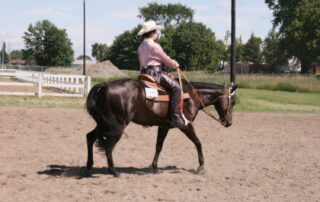 western-dressage-discipline-guide