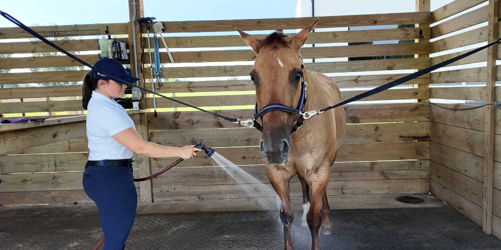 image of woman performing the first step of bathing a horse, pre-rinse