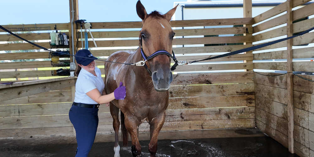 image of woman applying diluted shampoo to a horse