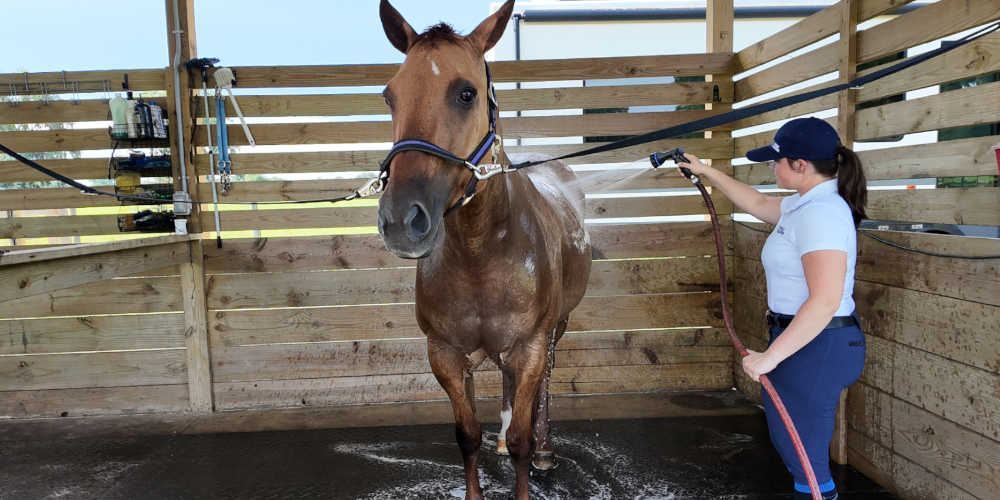 image of woman rinsing a horse during bathing