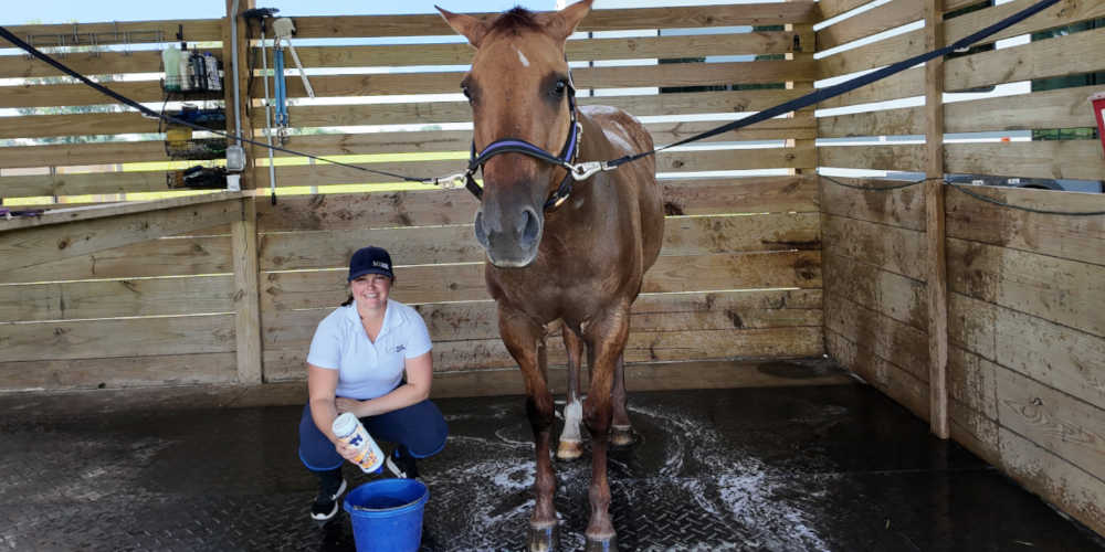 image of woman applying conditioner to a horse's coat after bathing