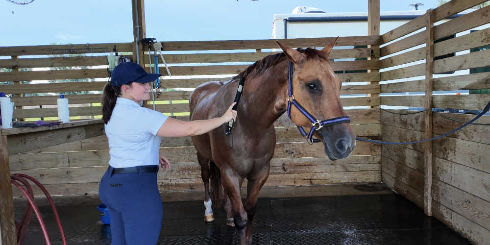 image of woman scraping water off of a horse after final rinse during bathing
